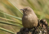 Cobbs Wren